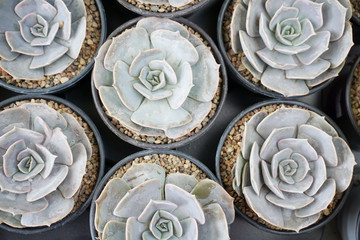 Many pots with white Echeveria flowers top view, close up.