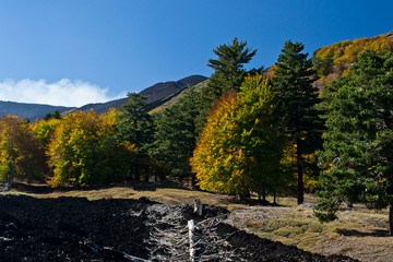 trees with colorful autumn leaves at the foot of Etna volcano with black lava circle 