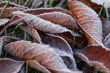 frozen cherry leaves on the grass covered with frost