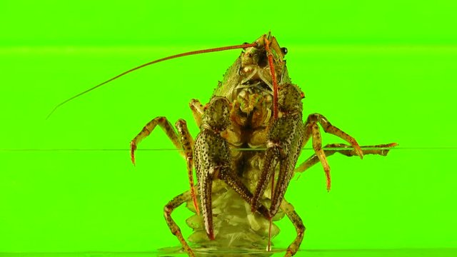 crawfish  on  green screen