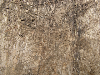 Old wood texture