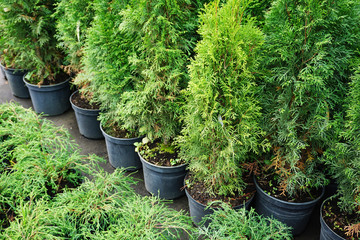 Many black pots with seedlings of coniferous trees in garden shop.