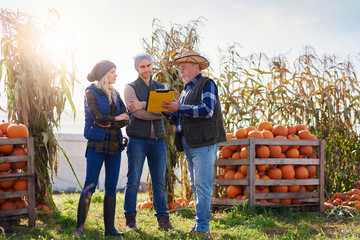 Farmers working at pumpkin farm