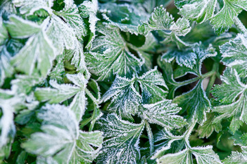 first frost on the leaves of parsley in the garden