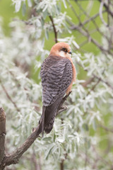 Red-footed falcon