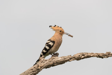 Hoopoe