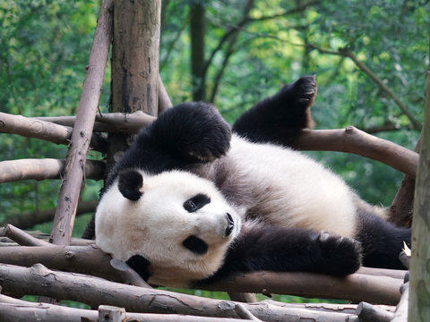 Fototapeta Giant panda sleeping under noon sunlight