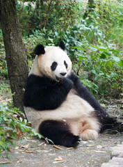 Fototapeta na wymiar Giant panda sitting outdoor eating lunch