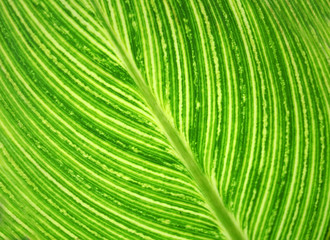 close up on green leaf texture background