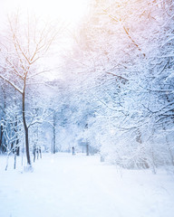 Schöne Gasse im Park im Winter mit Bäumen, die mit Schnee und Raureif bedeckt sind. Mädchen in der Ferne mit einem Hund spazieren. Schönes künstlerisches Bild des Winters. Blau und rosa getönt.