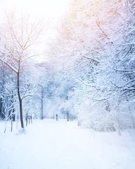 Fotobehang Winter Mooie steeg in het park in de winter met bomen bedekt met sneeuw en rijm. Meisje op afstand wandelen met een hond. Mooi artistiek beeld van de winter. Blauw en roze getint.