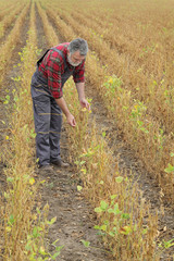 Farmer or agronomist examining soybean plant in field  ready for harvest after drought