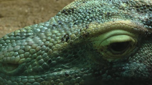 Close-up of monitor lizard head resting on the sand