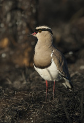 Crowned plover, 