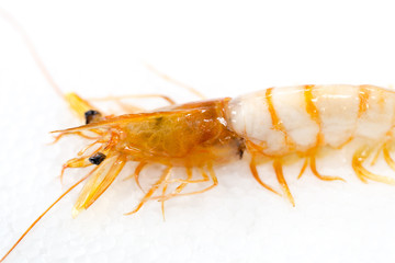 Exemplar of Macrobrachium rosenbergii, also known as the giant river prawn or giant freshwater prawn for education.