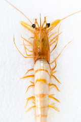 Exemplar of Macrobrachium rosenbergii, also known as the giant river prawn or giant freshwater prawn for education.