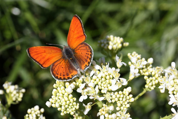Butterfly on flower, close-up