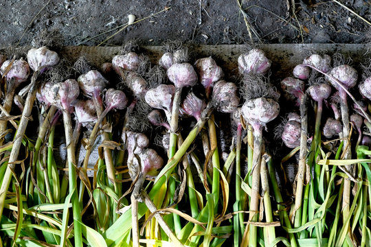 Freshly dug wild garlic