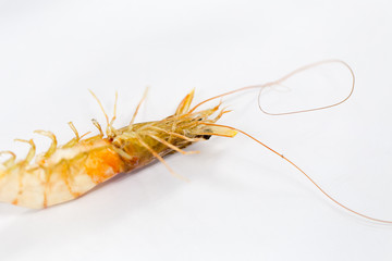 Exemplar of Macrobrachium rosenbergii, also known as the giant river prawn or giant freshwater prawn for education.
