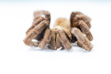 Exemplar of Haplopelma minax, Cyriopagopus is a genus of spiders in the family Theraphosidae (tarantulas) for education.