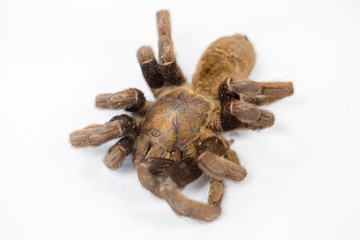 Exemplar of Haplopelma minax, Cyriopagopus is a genus of spiders in the family Theraphosidae (tarantulas) for education.