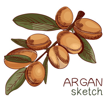 Hand drawn argan, branch sketch. Colored.