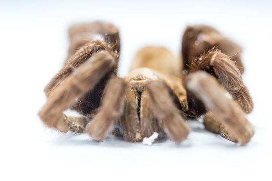 Exemplar of Haplopelma minax, Cyriopagopus is a genus of spiders in the family Theraphosidae (tarantulas) for education.