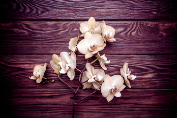 Branch of a yellow orchid on a brown wooden background 