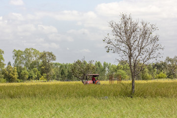 The truck tailer in rice field