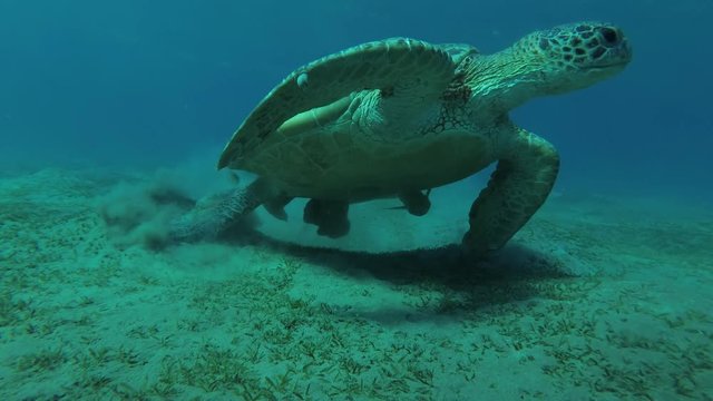 Big male Green Sea Turtle (Chelonia mydas) with Remora fish (Echeneis naucrates) eats the sea grass on a muddy bottom, Red sea, Marsa Alam, Abu Dabab, Egypt
