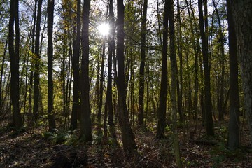 Fototapeta na wymiar Wald_Natur_Bäume_Sonne
