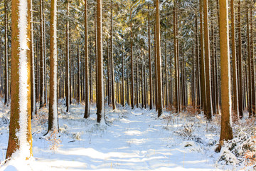 Nadelwald im Harz, Deutschland im Winter