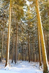 Nadelwald im Harz, Deutschland im Winter