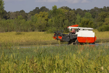 Thailand Combine harvesters working rice field