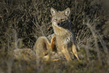 Patagonian Grey Fox, Patagonia Argentina