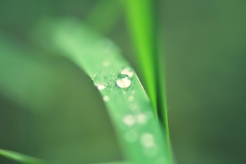 Morning nature background with beautiful drop,selective focus.