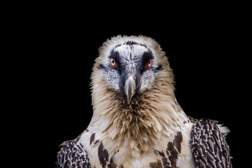 Raubvogel vor scharzem Hintergrund sieht direkt in Kamera 