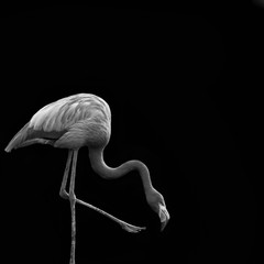 schwarz weisser Flamingo mit gesenktem Kopf und erhogenem Bein vor schwarzem Hintergrund © Armin
