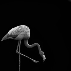 schwarz weisser Flamingo mit gesenktem Kopf und erhogenem Bein vor schwarzem Hintergrund