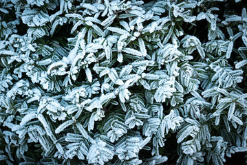 Eisiger Winter, raureif überzogenene Blätter eines Bodendeckers