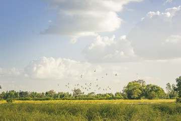Flock of birds rice field