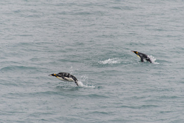 Fototapeta premium King penguins swimming in the water