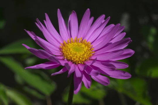 Wildflower Italian daisy
