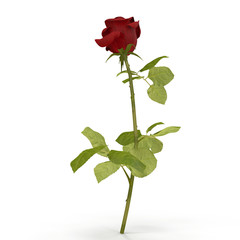 red rose isolated on white. 3D illustration