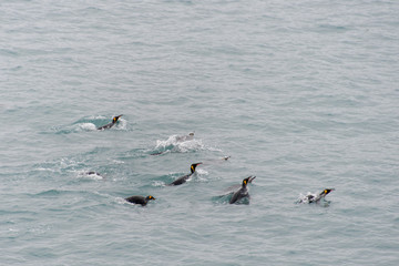 Fototapeta premium King penguins swimming in the water