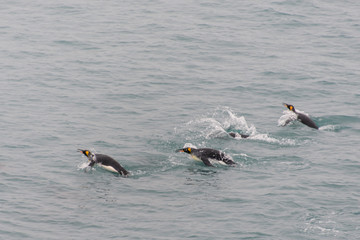 King penguins swimming in the water