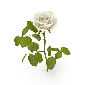 White rose isolated on bright. 3D illustration