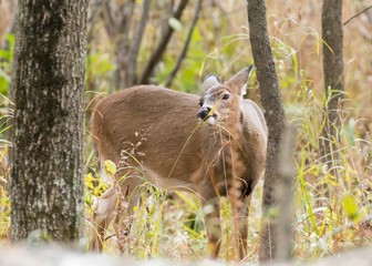 Whitetail doe eating grass in the woods
