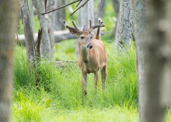 Whitetail buck in the grass