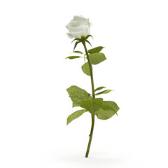 White rose isolated on bright. 3D illustration